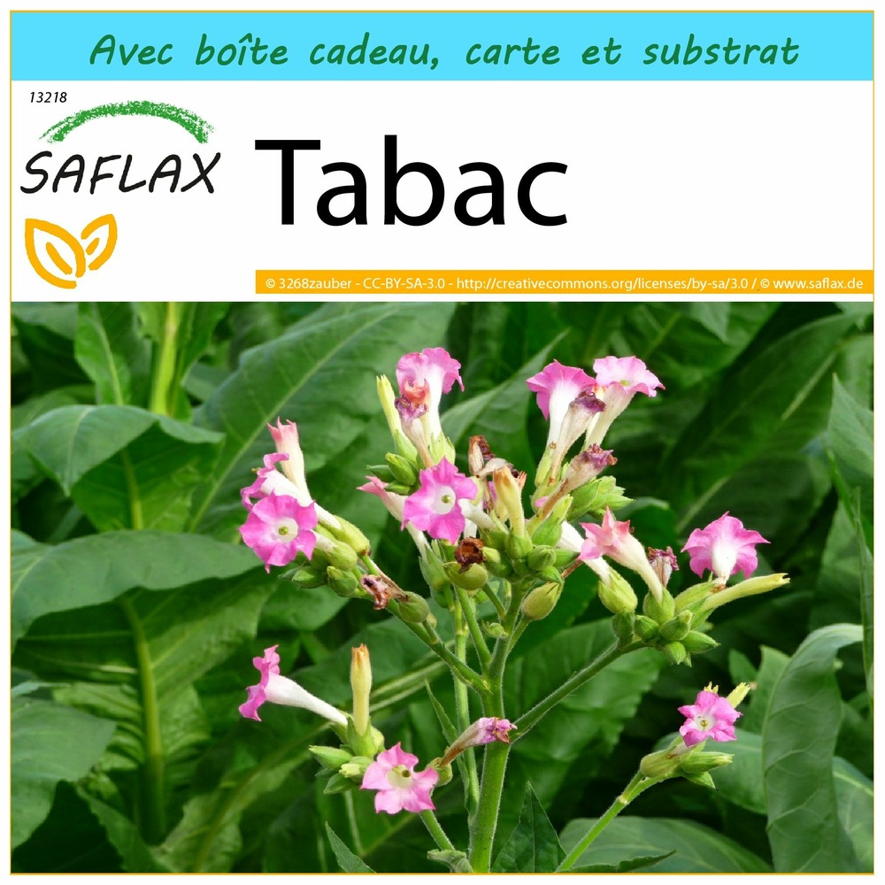 Ensemble-cadeau - tabac - 250 graines - nicotiana tabacum