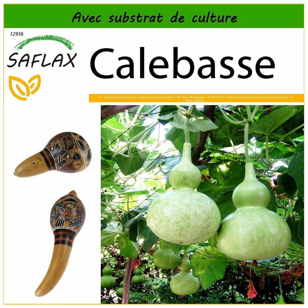 Calebasse - 15 graines - avec substrat - lagenaria siceraria