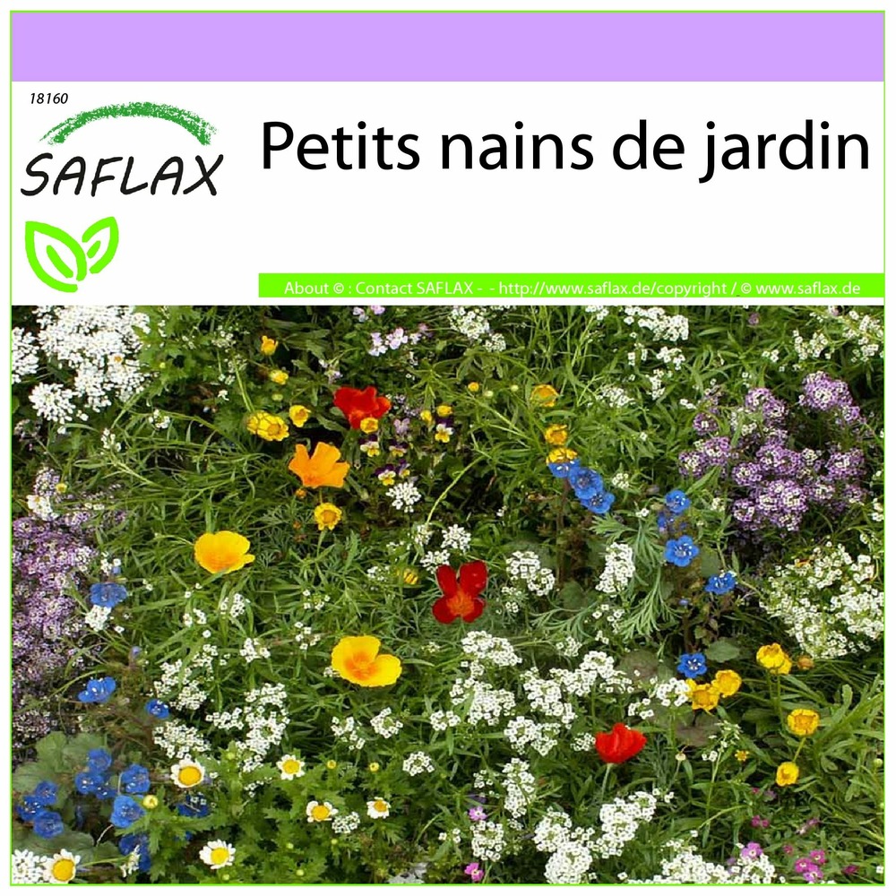 Petits nains de jardin - 1000 graines - mix