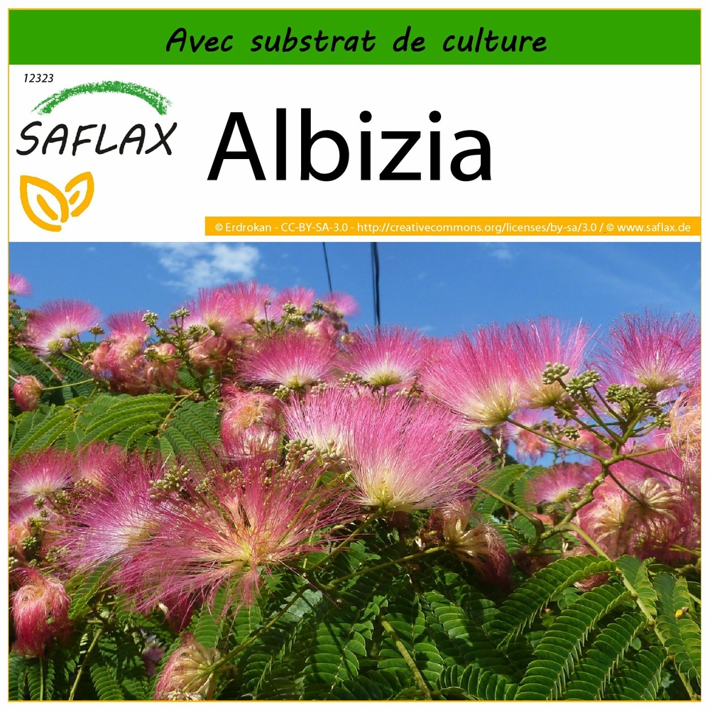 Albizia - 50 graines - avec substrat - albizia julibrissin