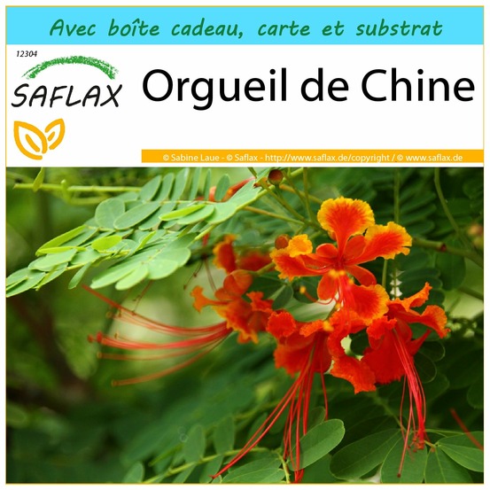 Ensemble-cadeau - orgueil de chine - 10 graines - caesalpinia pulcherrima