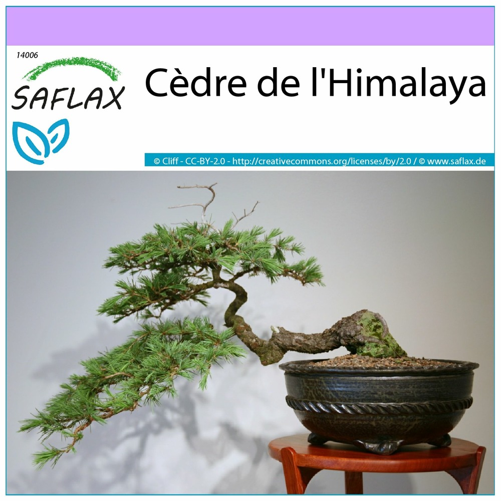 Cèdre de l'himalaya - 35 graines - cedrus deodara