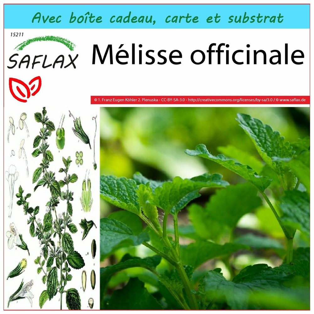 Ensemble-cadeau - mélisse officinale - 150 graines - melissa officinalis
