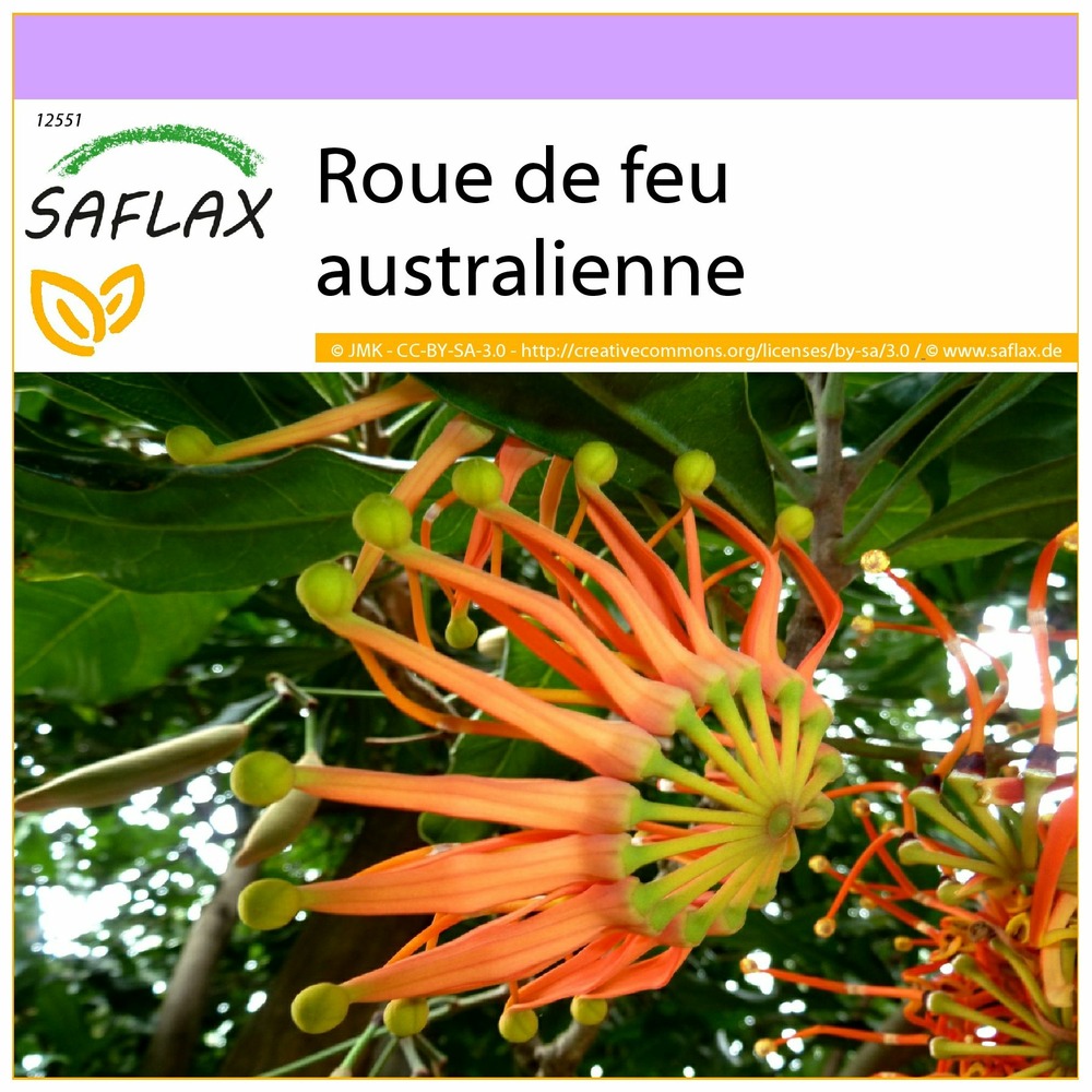 Roue de feu australienne - 20 graines - stenocarpus sinuatus