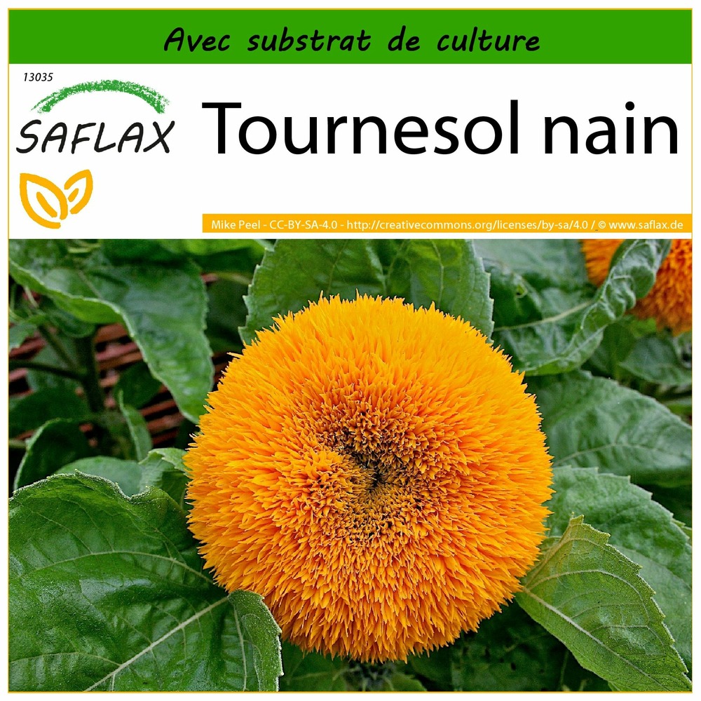 Tournesol nain - 40 graines - avec substrat - helianthus annuus