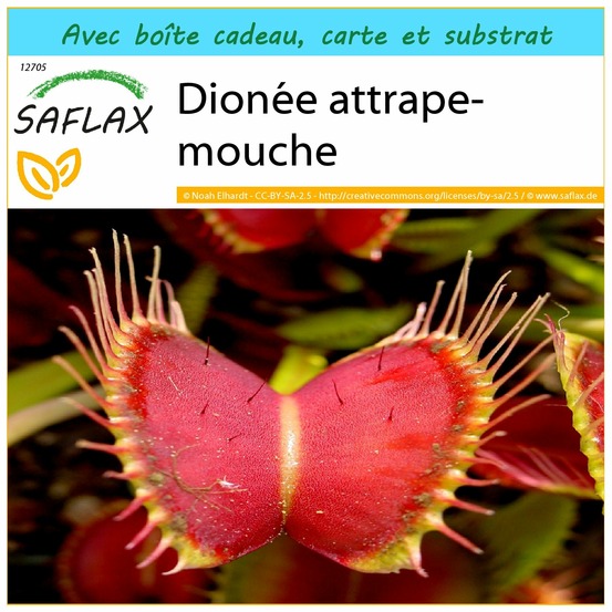Ensemble-cadeau - dionée attrape-mouche - 10 graines - dionaea muscipula