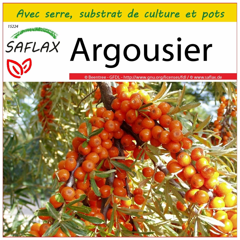 Ensemble de culture - argousier - 40 graines - hippophae rhamnoides