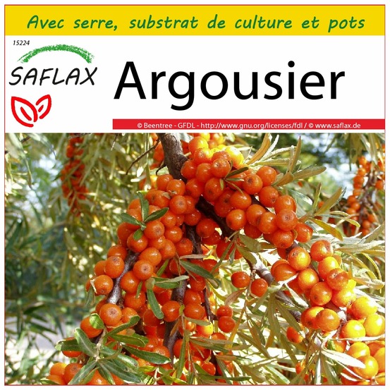 Ensemble de culture - argousier - 40 graines - hippophae rhamnoides