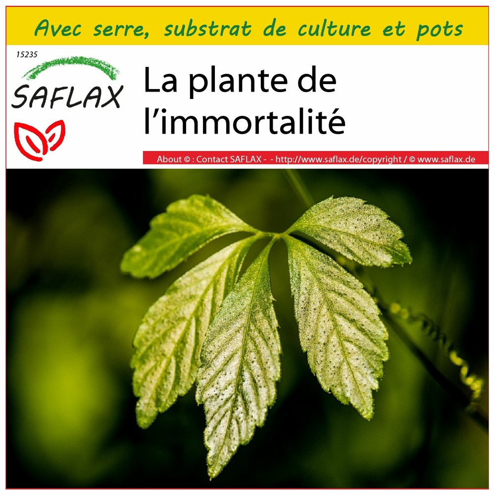Ensemble de culture - la plante de l’immortalité - 30 graines - gynostemma pentaphyllum