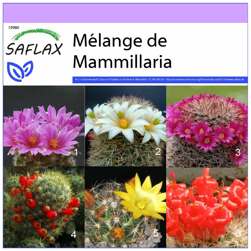 Mélange de mammillaria - 40 graines - mammilaria mix