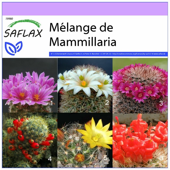 Mélange de mammillaria - 40 graines - mammilaria mix