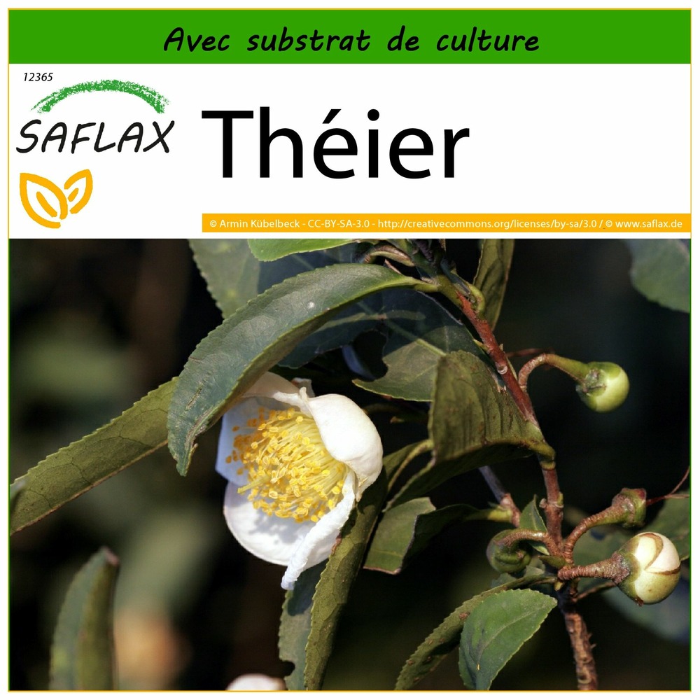 Théier - 6 graines - avec substrat - camellia sinensis