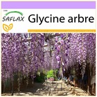 Glycine arbre - 15 graines - bolusanthus africanus