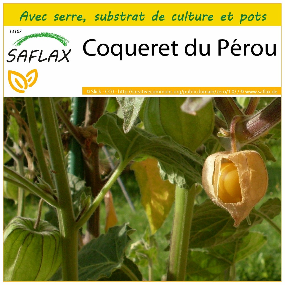 Ensemble de culture - coqueret du pérou - 100 graines - physalis peruviana