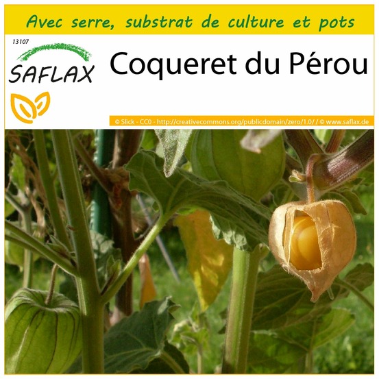 Ensemble de culture - coqueret du pérou - 100 graines - physalis peruviana
