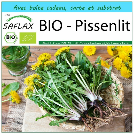 Ensemble-cadeau - bio - pissenlit - 400 graines - taraxacum officinale