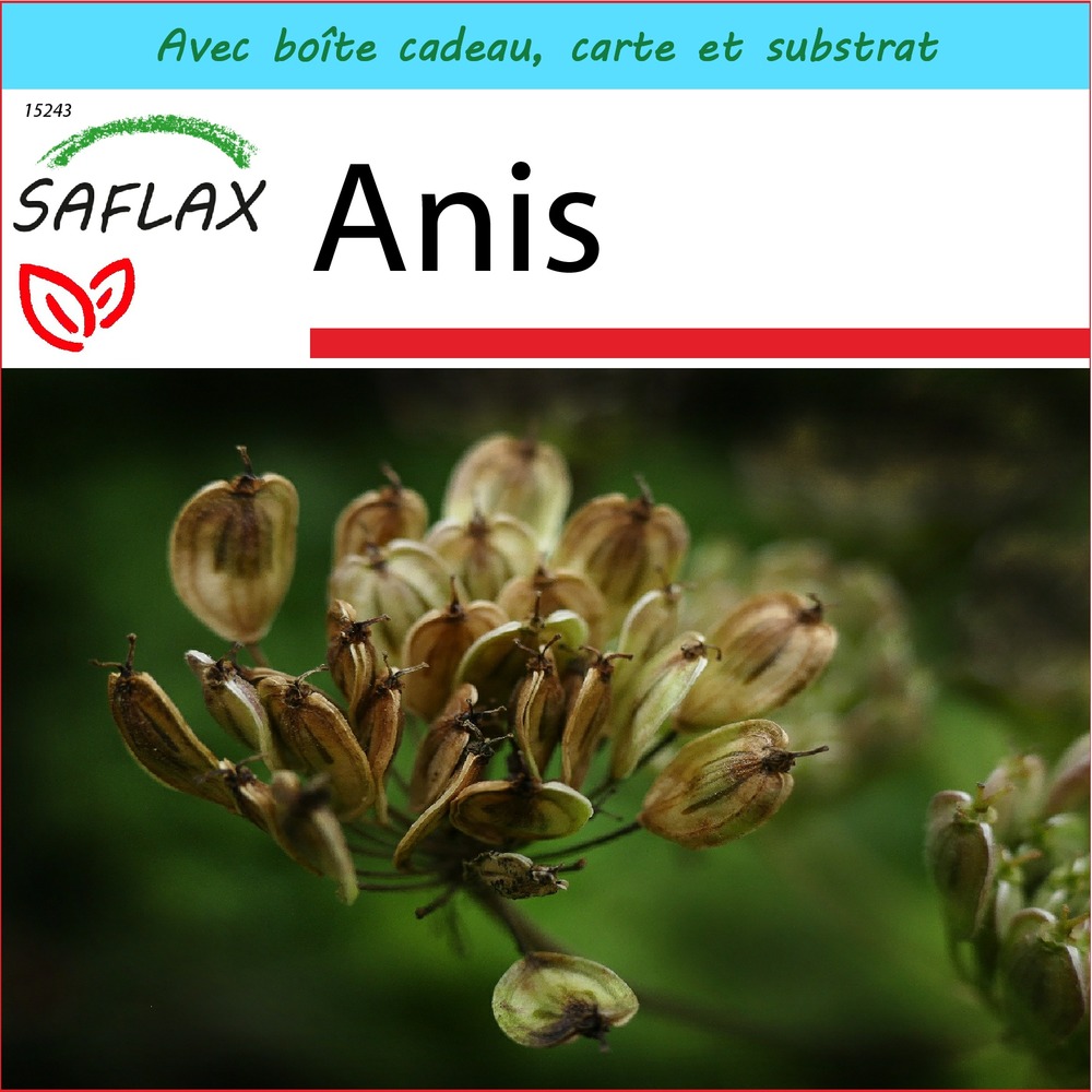 Ensemble-cadeau - anis - 200 graines - pimpinella anisum