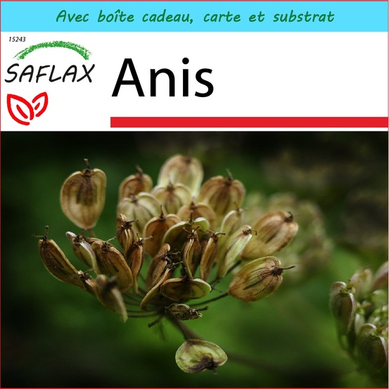Ensemble-cadeau - anis - 200 graines - pimpinella anisum