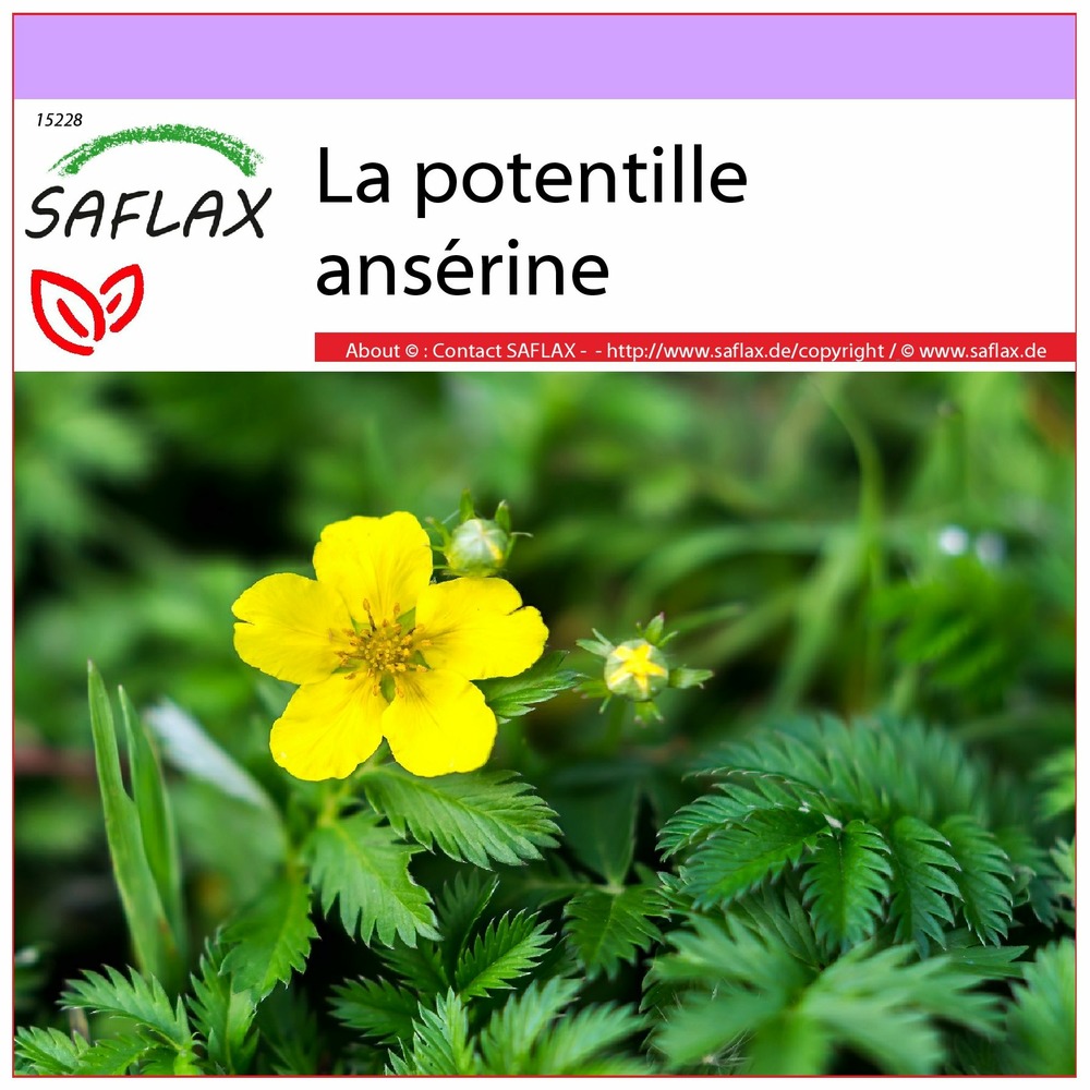 La potentille ansérine - 20 graines - potentilla anserina