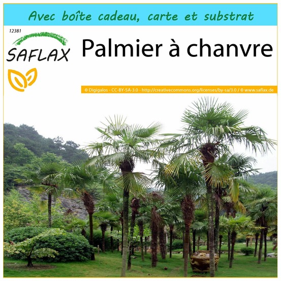 Ensemble-cadeau - palmier à chanvre - 10 graines - chamaerops excelsa