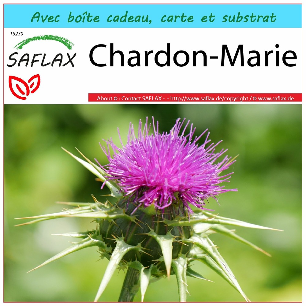 Ensemble-cadeau - chardon-marie - 75 graines - silybum marianum