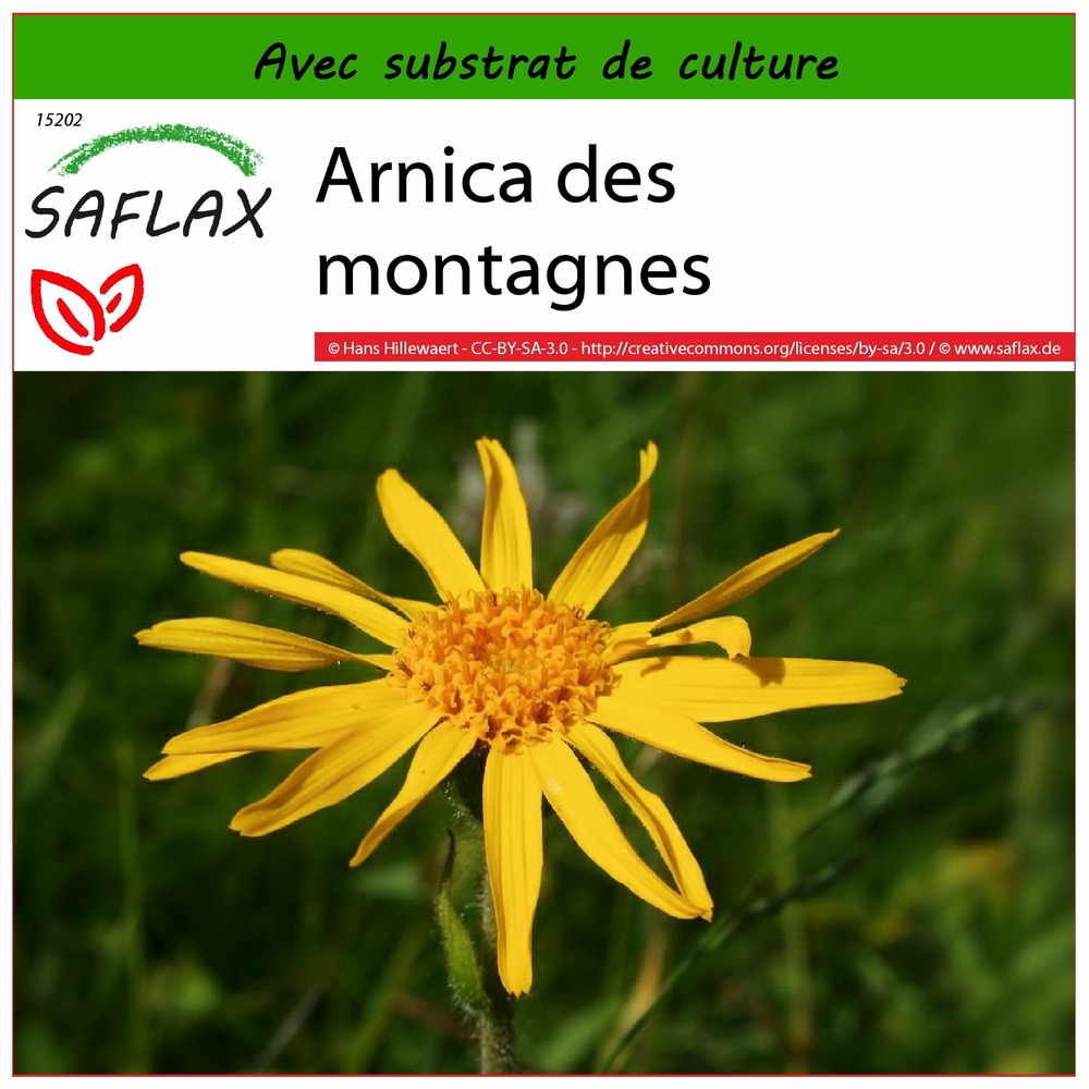 Arnica des montagnes - 40 graines - avec substrat - arnica montana