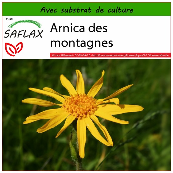 Arnica des montagnes - 40 graines - avec substrat - arnica montana