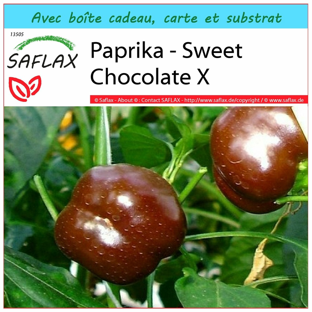 Ensemble-cadeau - paprika - sweet chocolate x - 10 graines - capsicum annum