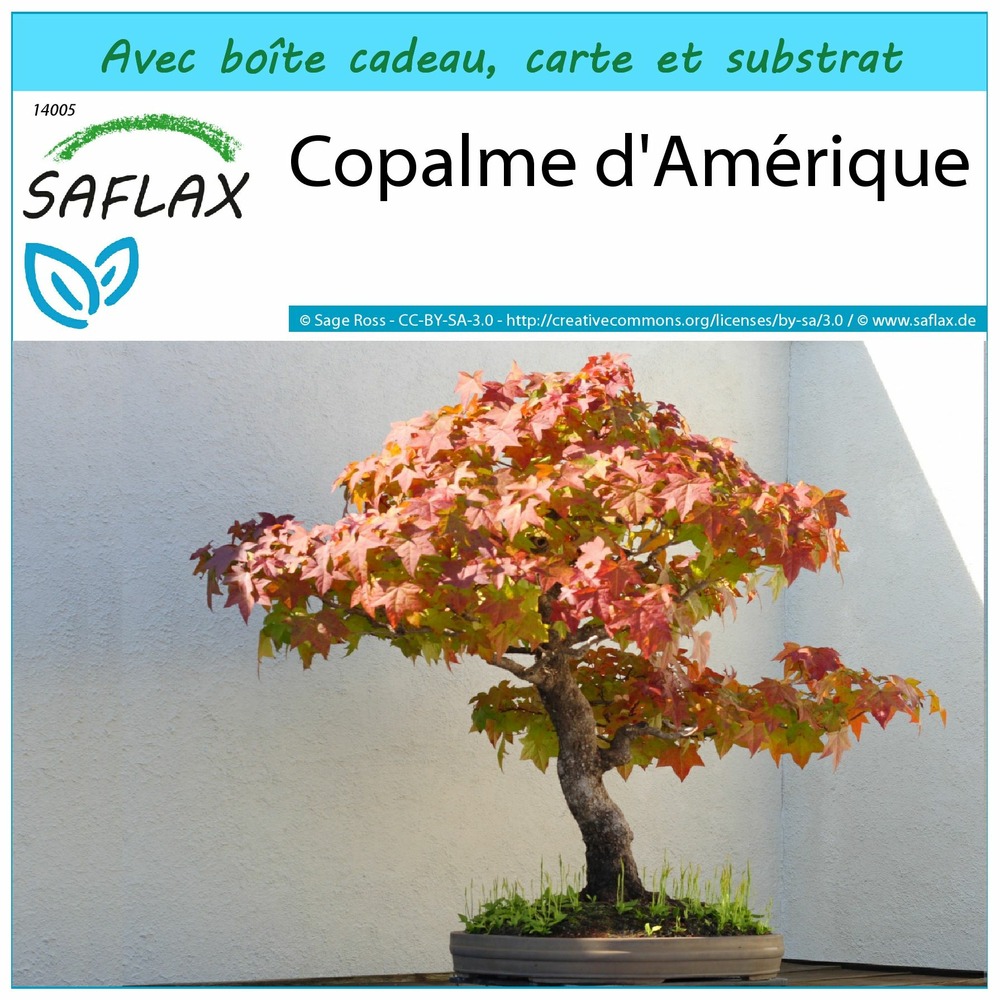 Ensemble-cadeau - copalme d'amérique - 100 graines - liquidamber styraciflua