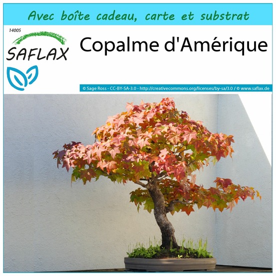 Ensemble-cadeau - copalme d'amérique - 100 graines - liquidamber styraciflua