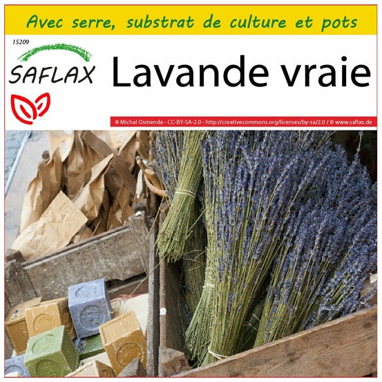 Ensemble de culture - lavande vraie - 150 graines - lavandula angustifolia