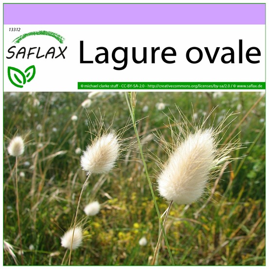 Lagure ovale - 100 graines - lagurus ovatus
