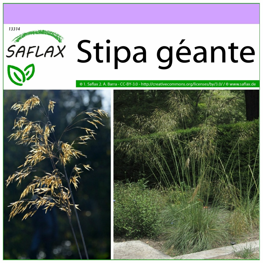 Stipa géante - 10 graines - stipa gigantea