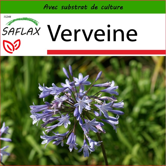 Verveine - 250 graines - avec substrat - verbena officinalis