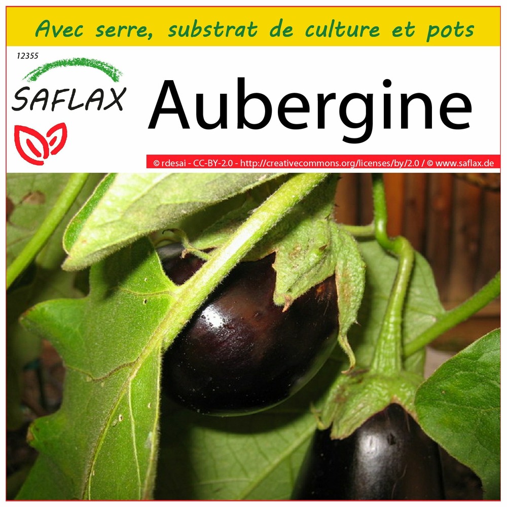 Ensemble de culture - aubergine - 20 graines - solanum melonga
