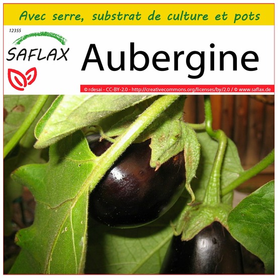 Ensemble de culture - aubergine - 20 graines - solanum melonga