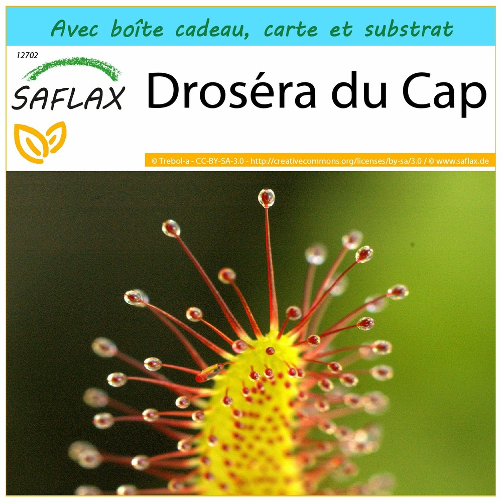 Ensemble-cadeau - droséra du cap - 200 graines - drosera capensis