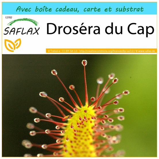Ensemble-cadeau - droséra du cap - 200 graines - drosera capensis