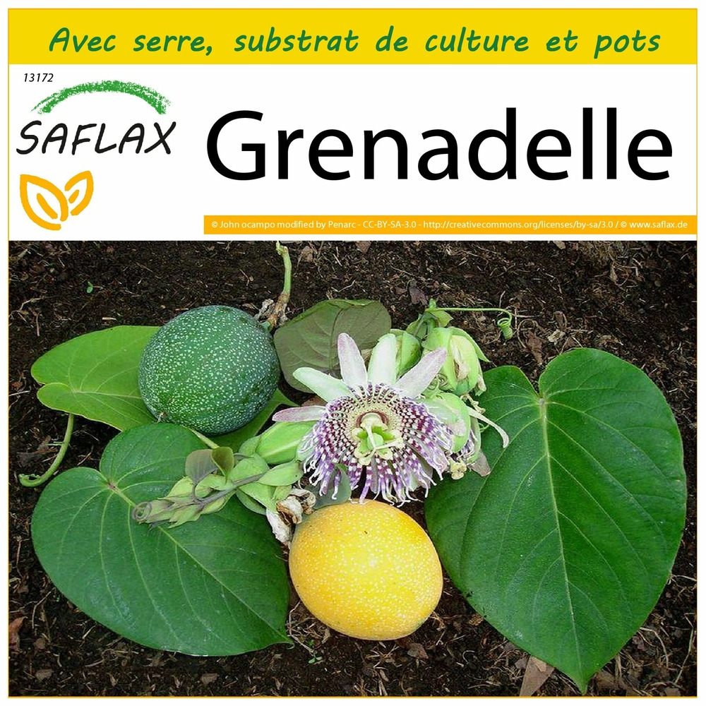 Ensemble de culture - grenadelle - 20 graines - passiflora ligularis
