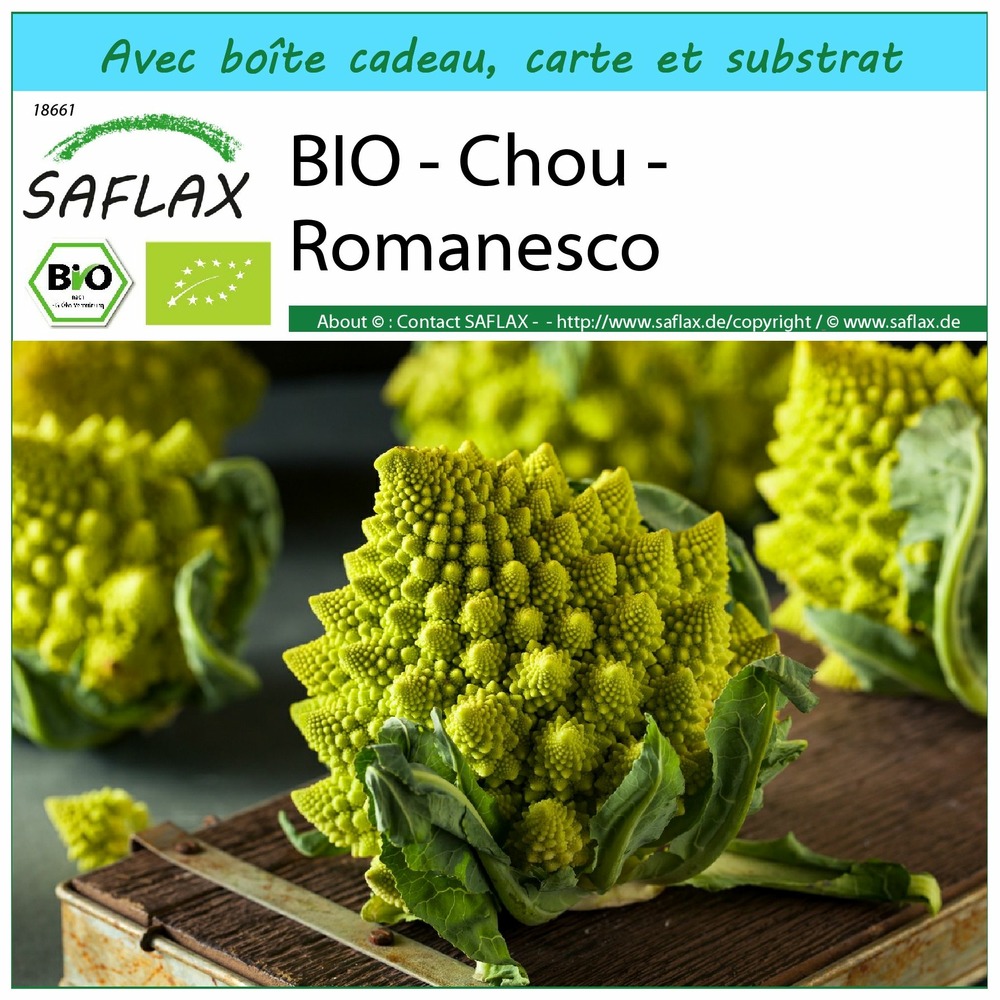 Ensemble-cadeau - bio - chou - romanesco - 50 graines - brassica oleracea var. Botrytis