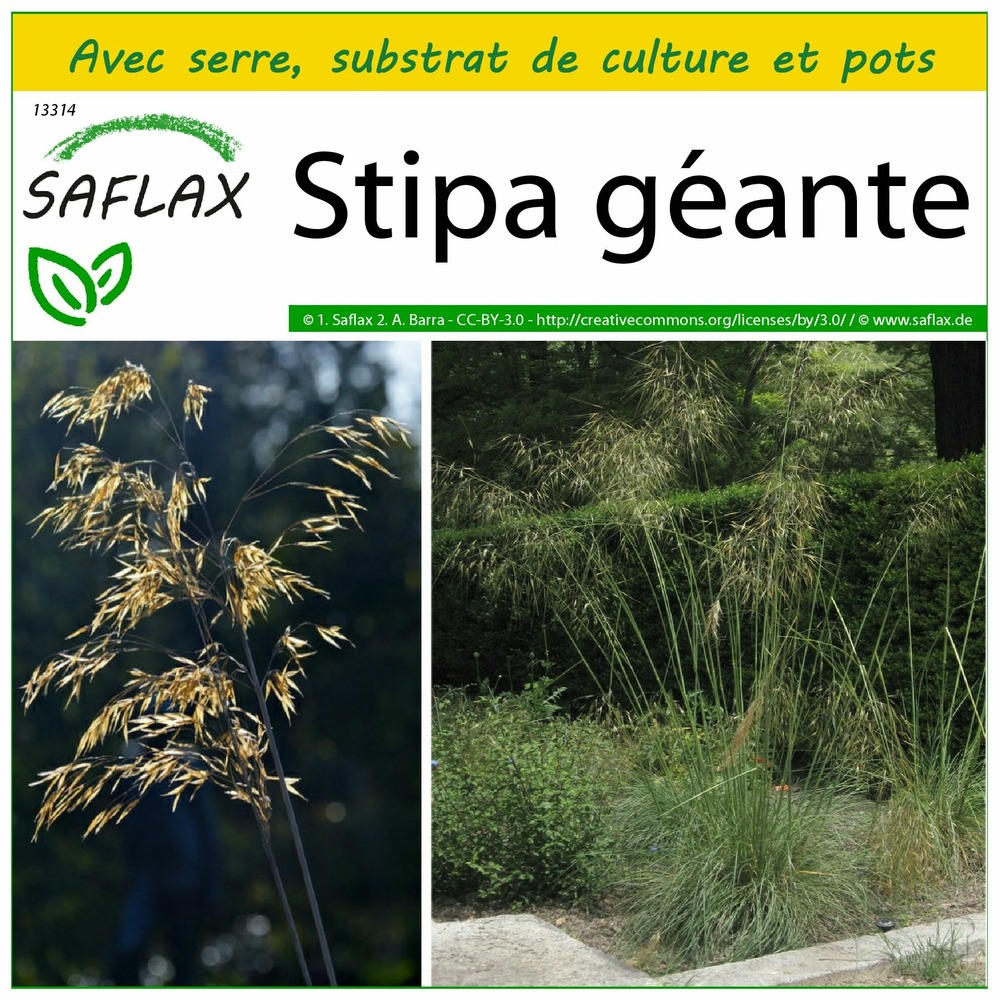 Ensemble de culture - stipa géante - 10 graines - stipa gigantea