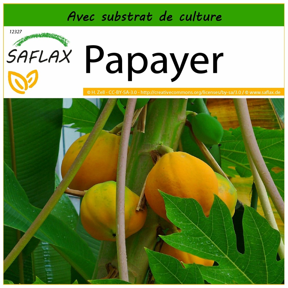 Papayer - 30 graines - avec substrat - carica papaya