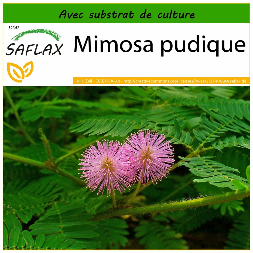 Mimosa pudique - 70 graines - avec substrat - mimosa pudica