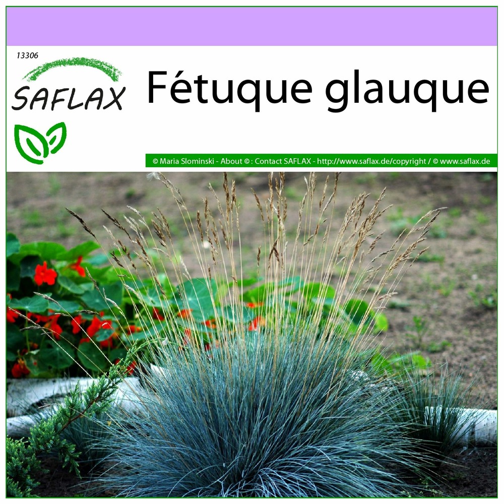 Fétuque glauque - 50 graines - festuca glauca