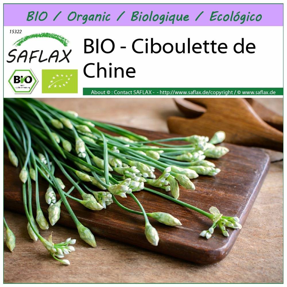 Bio - ciboulette de chine - 100 graines - allium tuberosum