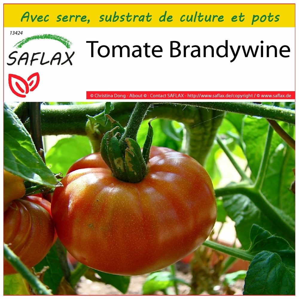 Ensemble de culture - tomate brandywine - 10 graines - lycopersicon esculentum