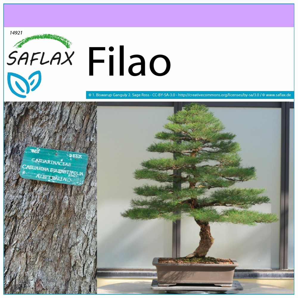 Filao - 200 graines - casuarina equisetifolia