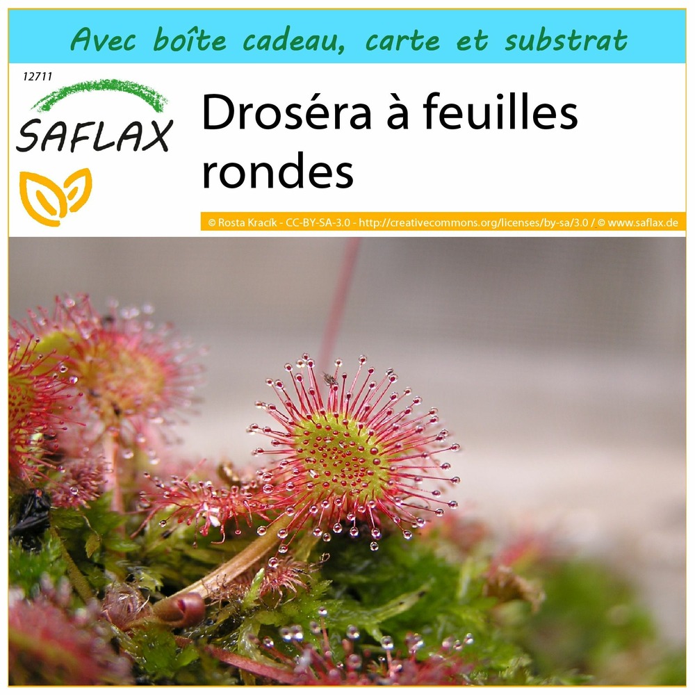 Ensemble-cadeau - droséra à feuilles rondes - 50 graines - drosera rotundifolia