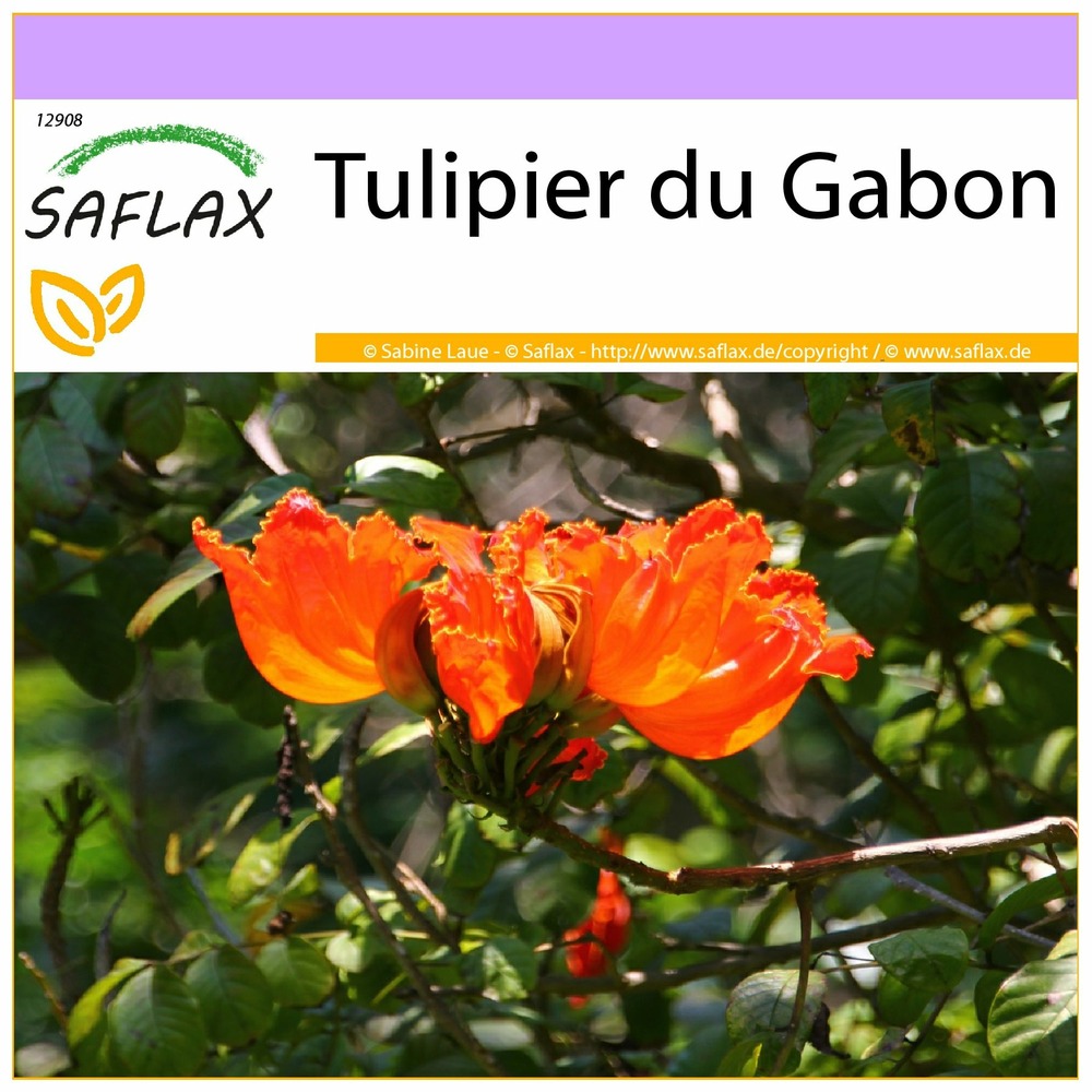 Tulipier du gabon - 30 graines - spathodea campanulata