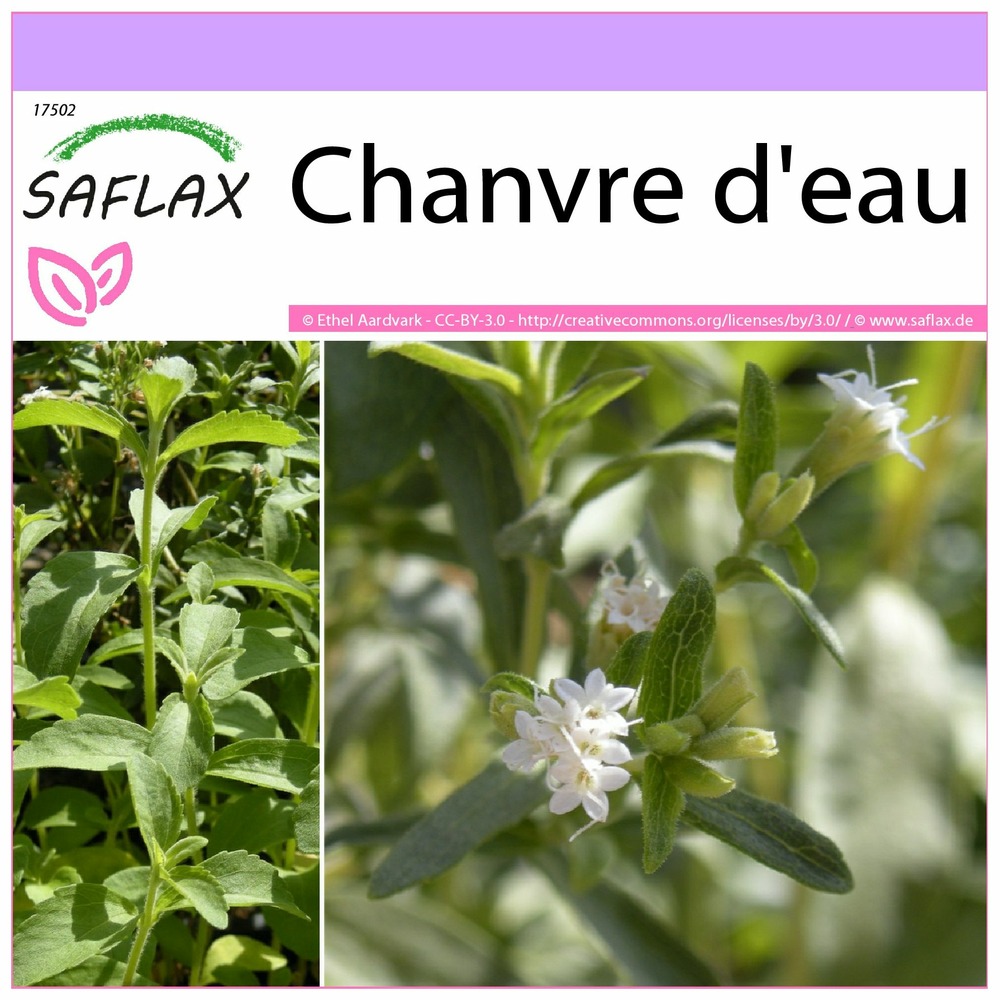 Chanvre d'eau - 100 graines - stevia rebaudiana